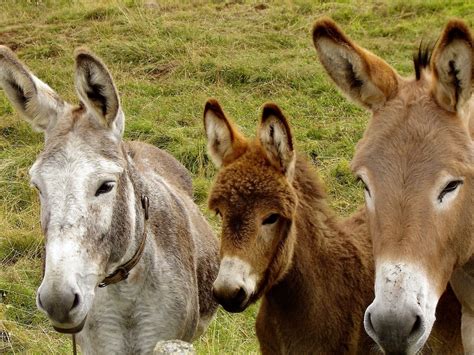 14 Types of Donkey Breeds: Pictures, Facts & History | Pet Keen