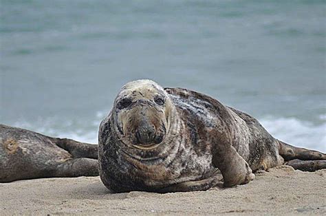 Grey seal – A guide to Irelands protected habitats & species