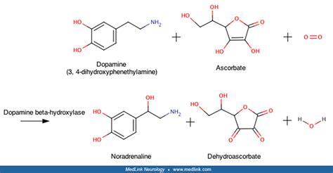 Dopamine beta-hydroxylase deficiency | MedLink Neurology