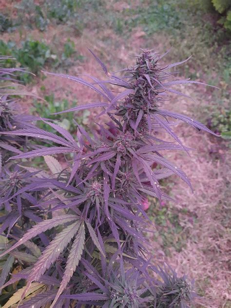 Purple Haze x Thai (ACE Seeds) :: Cannabis Strain Info