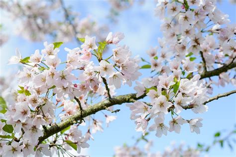 The Best Cherry Blossom Trees For Your Garden - BBC Gardeners World ...