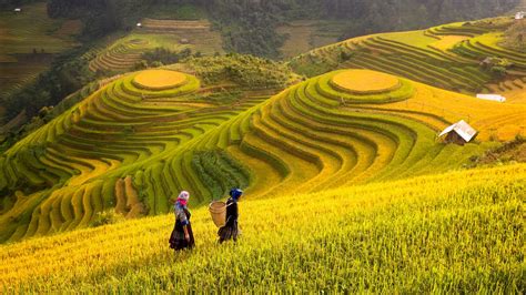 Vietnam. Rice fields prepare the harvest at Northwest Vietnam | Vietnam ...