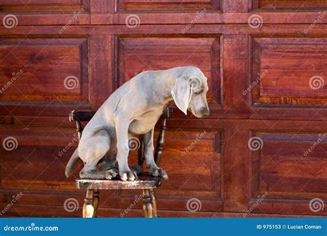 Dog on chair stock image. Image of animal, paneled, adorable - 975153