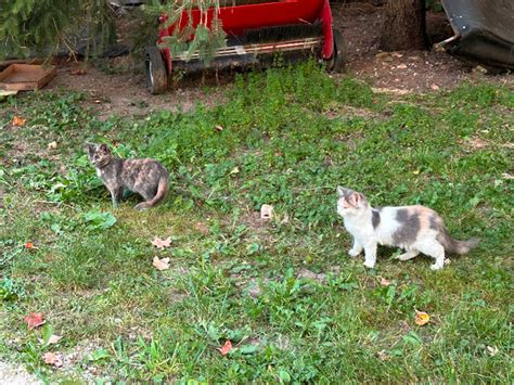 Free barn cats | Cats & Kittens for Rehoming | London | Kijiji