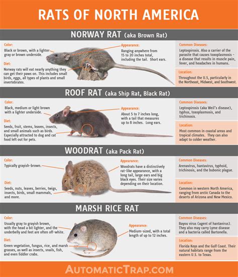 Rats | Types Of Rats In North America | Automatic Trap Company