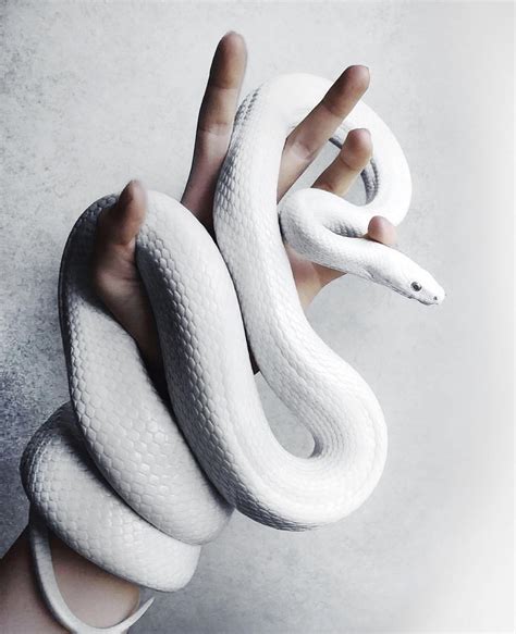 White Snake | Cute reptiles, Cute snake, Albino animals