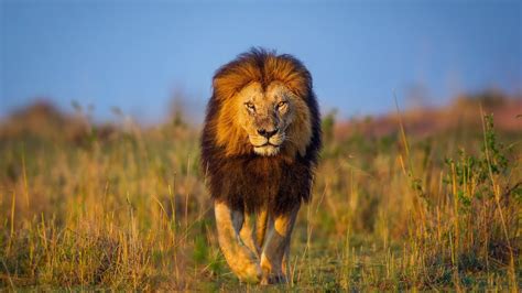 Animal Lion HD Wallpapers - Wallpaper Cave