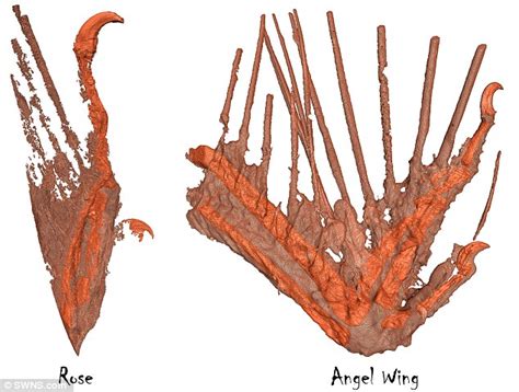 Thousands of dinosaur-era bird fossils unearthed | Daily Mail Online