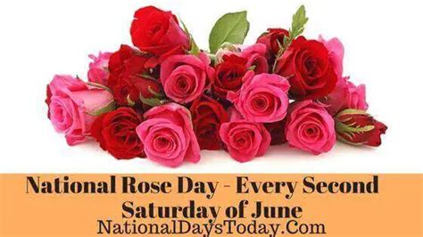 National Rose Day 2023 - Things Everyone Should Know