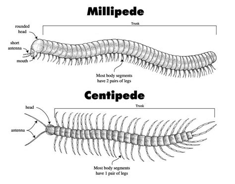 Millipede and Centipede Diagram Ganesh Images, Animal Science, Cute ...