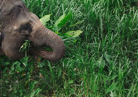 "Elephant Eating Grass" by Stocksy Contributor "Rob And Julia Campbell ...