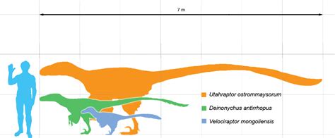 Utahraptor Size Comparison