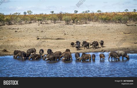 African Buffalo Herd Image & Photo (Free Trial) | Bigstock