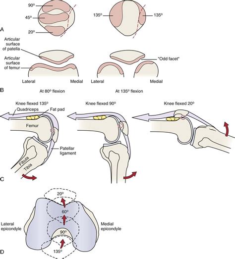 Normal Range Of Flexion And Extension Of The Knee at Janie Karn blog