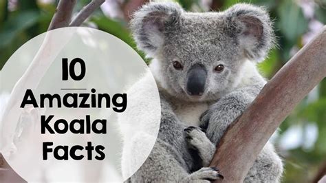 10 Amazing Koala Facts for kids - YouTube