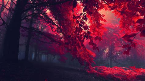 Dark Red Autumn Forest Wallpaper,HD Nature Wallpapers,4k Wallpapers ...