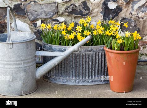 Spring miniature Daffodils flowering in containers Stock Photo - Alamy