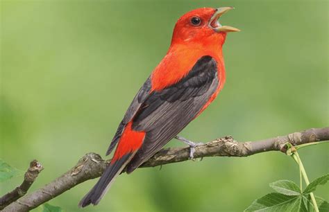 Scarlet Tanager