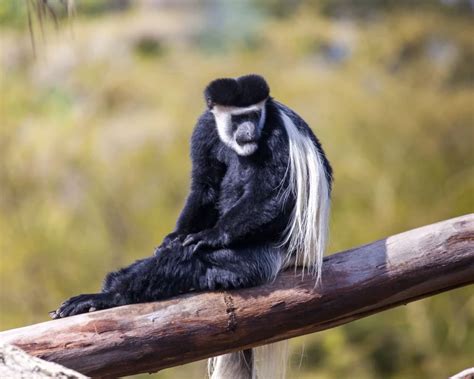 Mantled Guereza - Facts, Diet, Habitat & Pictures on Animalia.bio