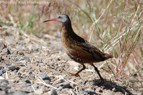 Virginia Rail - East Cascades Audubon Society