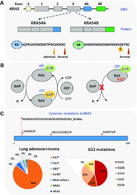 Structure and function of KRAS (A) The KRAS gene consists of 6 exons ...