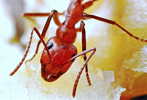 Red Ants - Learn About Nature