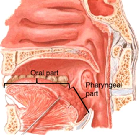 Tongue – Anatomy QA