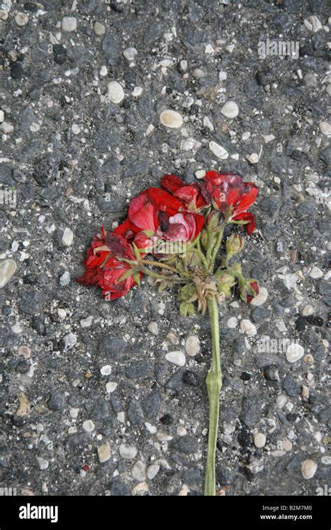 one single red flower crushed on street floor Stock Photo - Alamy