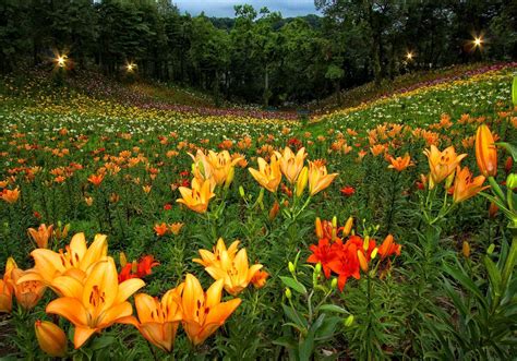 Field Of Fresh Flowers HD desktop wallpaper : Widescreen : High ...