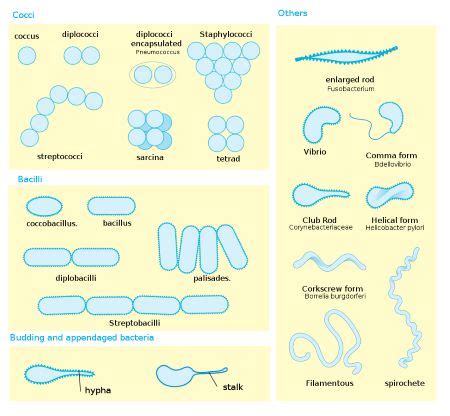 Gram Negative Cocci | Facts, Strain & Bacteria | Study.com