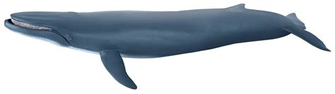 Papo Sea Life - Blue Whale #56037 - Features Moveable Jaw