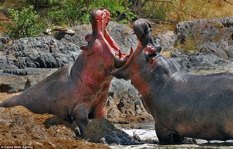 The ferocious hippo crushes the lion's head that dares to invade its ...