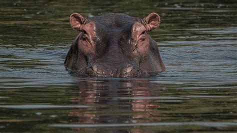 A hippo attacks a young boy, and then spits him out : NPR