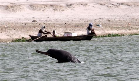 Ganges river dolphin - River Dolphins