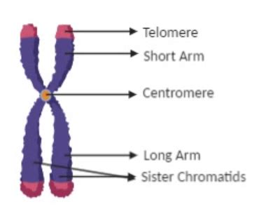 How To Draw A Chromosome - Secretking21