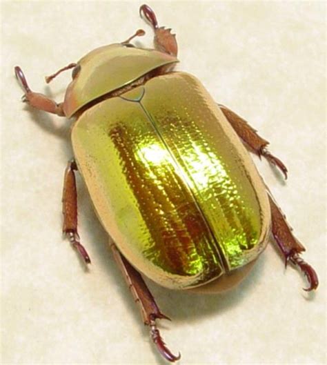 GOLDEN SCARAB This rare beauty from South America looks as though it's ...