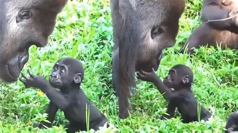 Baby gorilla’s reaction to meeting dad is too cute to miss | Trending ...