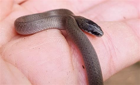 [Jackson, GA] Found under a log, clearly not one of the few venomous ...