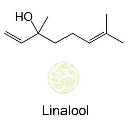 What is Linalool terpene - Linalool benefits and allergy