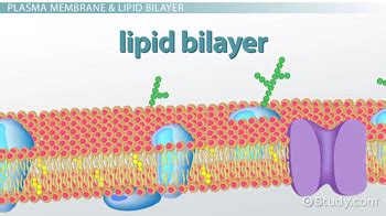 Why Is The Phospholipid Bilayer Important To Cell Survival Select The ...