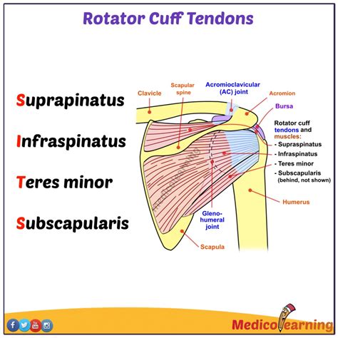 Rotator Cuff Diagram