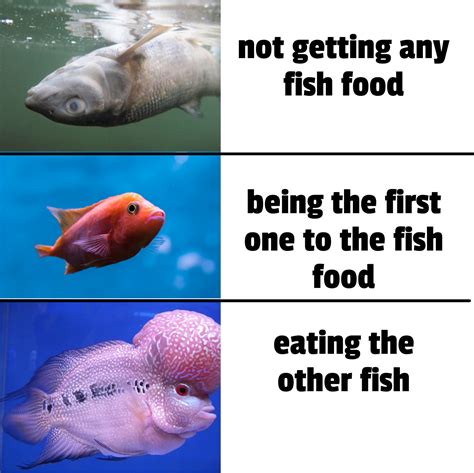 fish meme : r/Fish