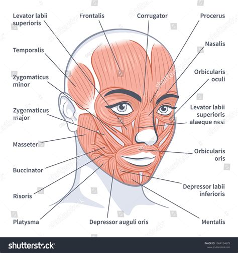 Facial Muscles Female Detailed Bright Anatomy Stock Vector (Royalty ...