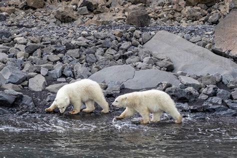 Polar bear cubs of the year (Ursus maritimus), foraging for food with ...