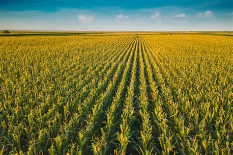 Aerial drone view of cultivated green corn field | Corn Refiners ...