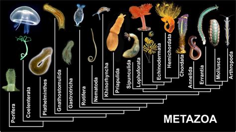 METAZOA EVOLUTION - a photo on Flickriver