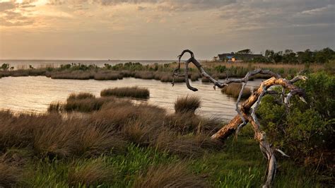 11 Facts About Salt Marshes and Why We Need to Protect Them | The Pew ...