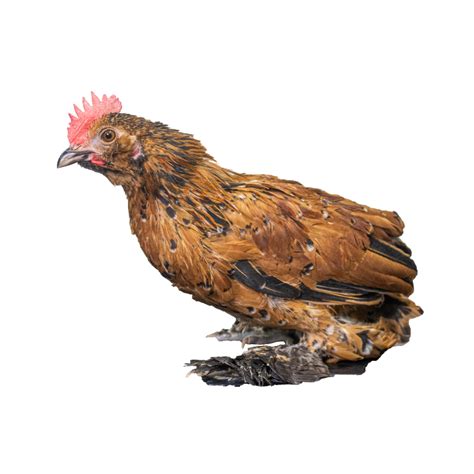 Mille Fleur D Uccle Bantam - Mille Fleur d'Uccle Bantam | eggwell-farm ...