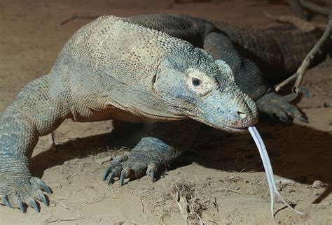 Komodo dragon - Wikipedia