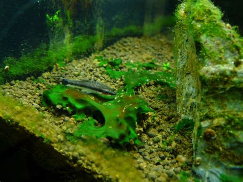 Algae in a freshwater aquarium